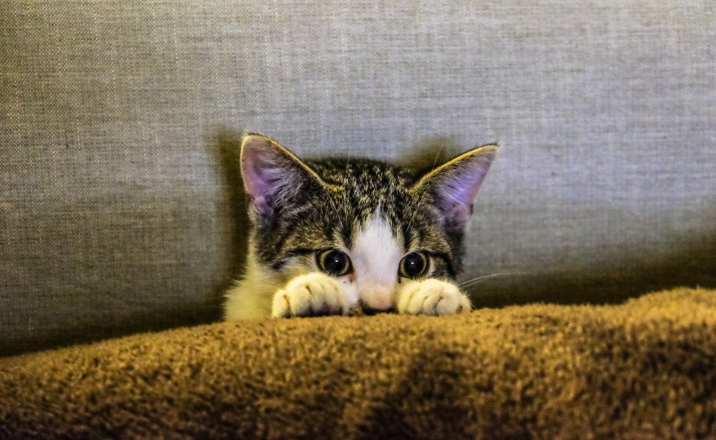 Cute kitten hiding behind a pillow