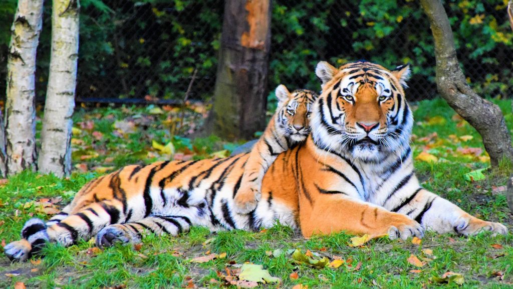 Photo of a tiger and a cub lying on the grass